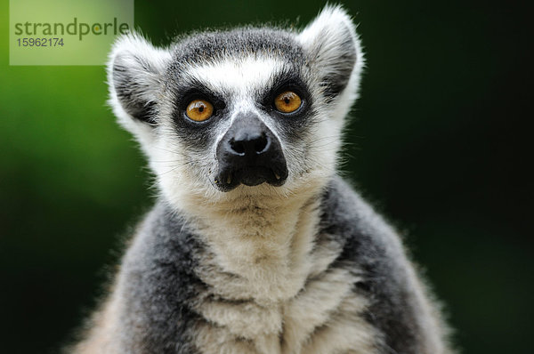 Katta (Lemur catta)  Portrait