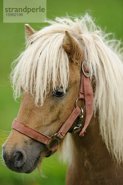 Welsh-Pony  Porträt