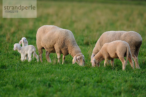 Schafe auf der Wiese