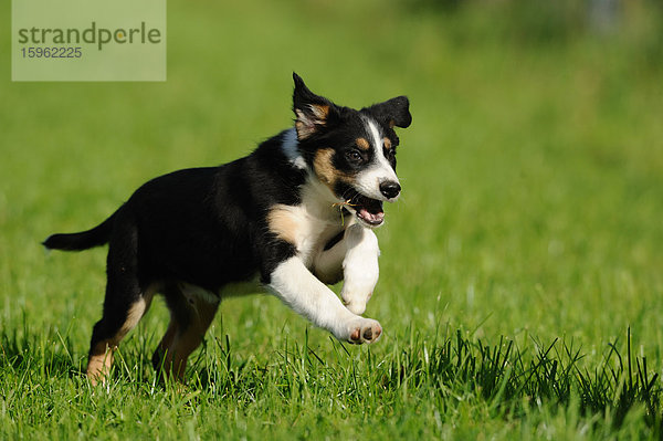 Border Collie Welpe auf der Wiese