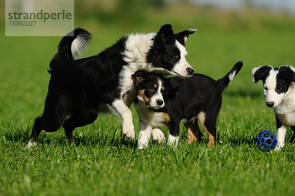 Drei Border Collies