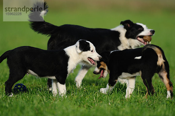 Drei Border Collies