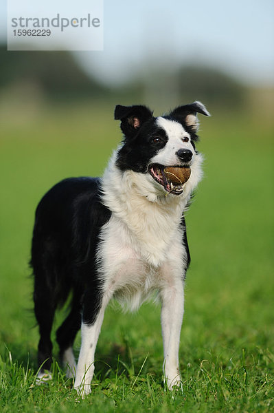 Border Collie mit Ball im Maul