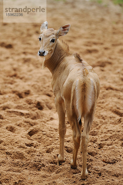 Elenantilope  Taurotragus oryx