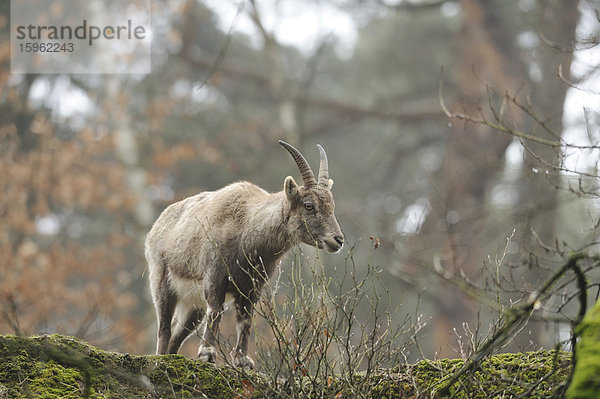 Stehender Alpensteinbock