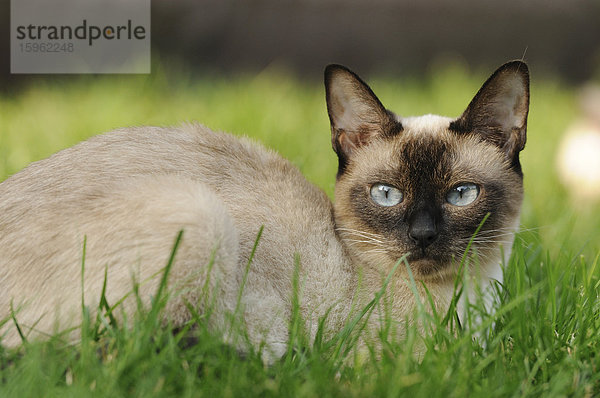 Siamkatze liegt auf einer Wiese