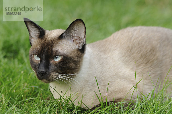 Siamkatze liegt auf einer Wiese