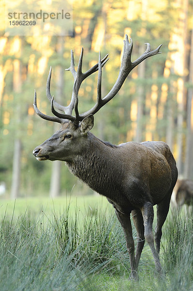 Rothirsch auf einer Wiese