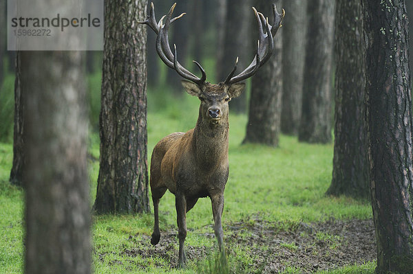 Rothirsch im Wald