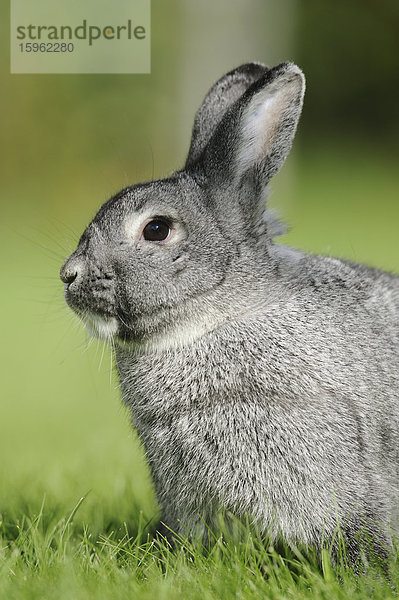 Junges Chinchillakaninchen auf einer Wiese