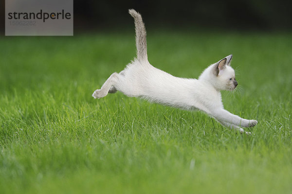 Junge Siamkatze springt auf einer Wiese