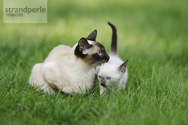 Ausgewachsene und junge Siamkatze auf einer Wiese