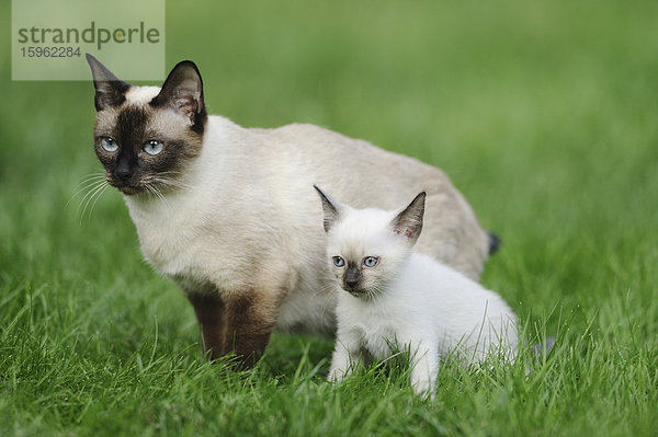 Ausgewachsene und junge Siamkatze sitzen auf einer Wiese