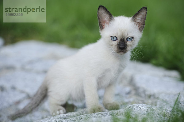 Junge Siamkatze