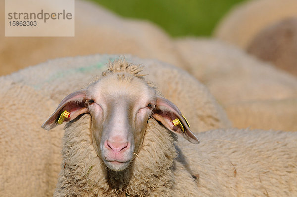 Hausschaf (Ovis orientalis aries)