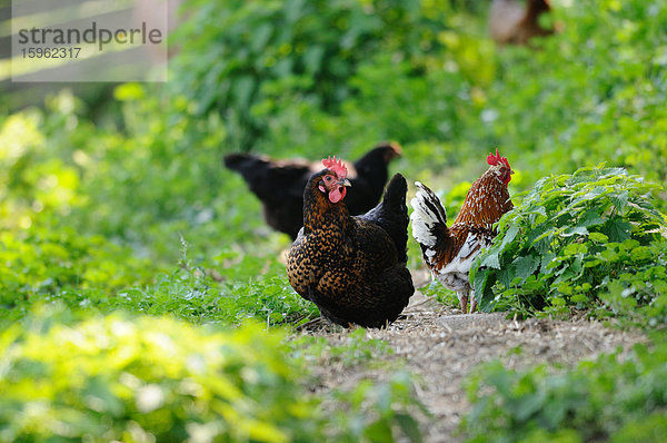 Drei Haushühner (Gallus gallus domesticus)