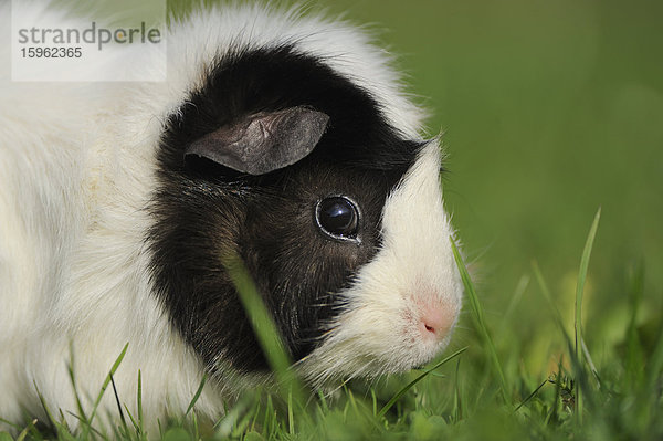 Hausmeerschweinchen (Cavia porcellus) auf einer Wiese