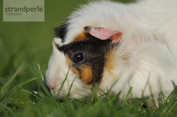 Hausmeerschweinchen (Cavia porcellus) auf einer Wiese