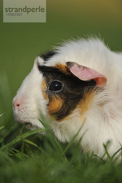 Hausmeerschweinchen (Cavia porcellus) auf einer Wiese