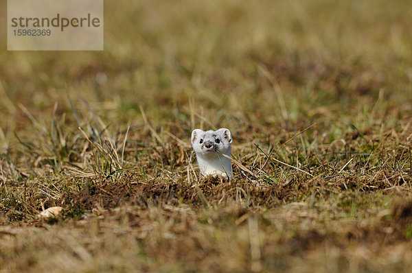 Mauswiesel (Mustela nivalis) schaut vom Boden hervor