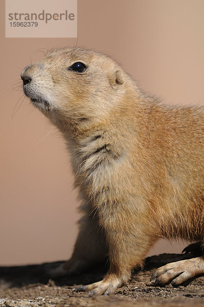 Schwarzschwanz-Präriehund (Cynomys ludovicianus)