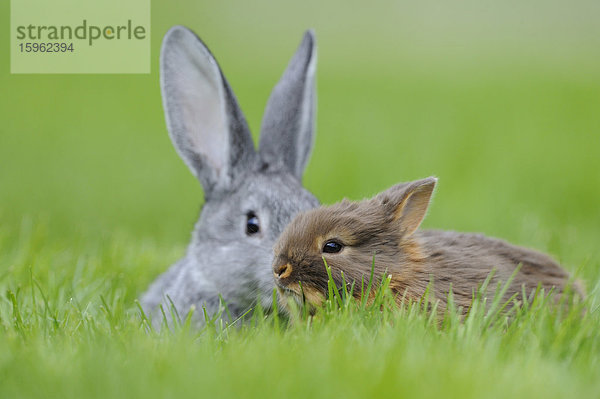 Chinchillakaninchen und Farbenzwerg im Gras