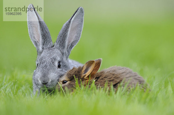 Chinchillakaninchen und Farbenzwerg im Gras