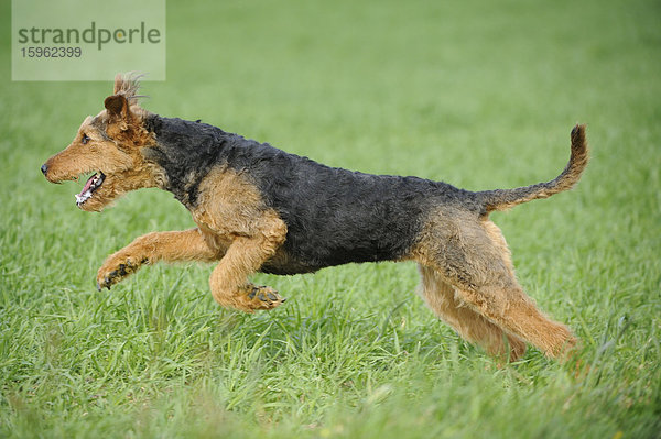 Airedale Terrier läuft auf einer Wiese