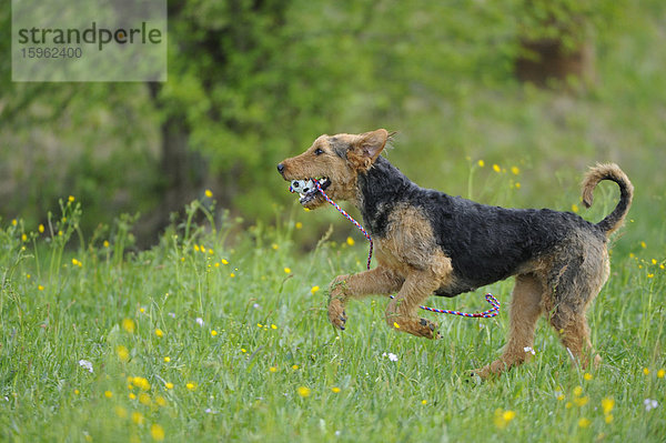 Airedale Terrier auf einer Wiese