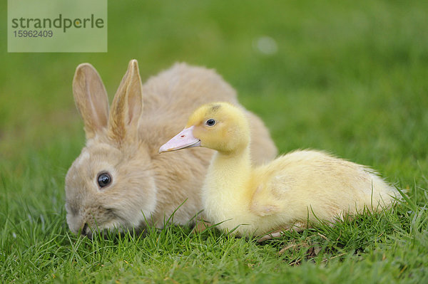 Hauskaninchen mit Pekingenten-Küken im Gras