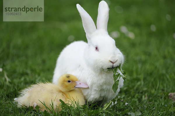 Hauskaninchen mit Pekingenten-Küken im Gras