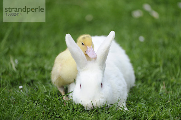 Hauskaninchen mit Pekingenten-Küken im Gras