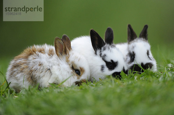 Drei junge Hauskaninchen im Gras