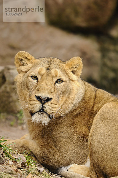 Liegender Asiatischer Löwe (Panthera leo persica)