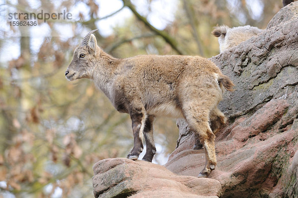 Alpensteinbock (Capra ibex) steht auf einem Felsen