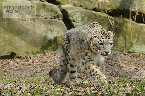 Gehender Schneeleopard (Uncia uncia)