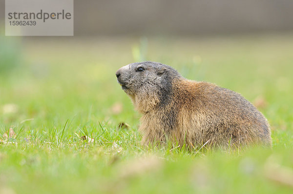 Alpenmurmeltier (Marmota marmota) auf einer Wiese