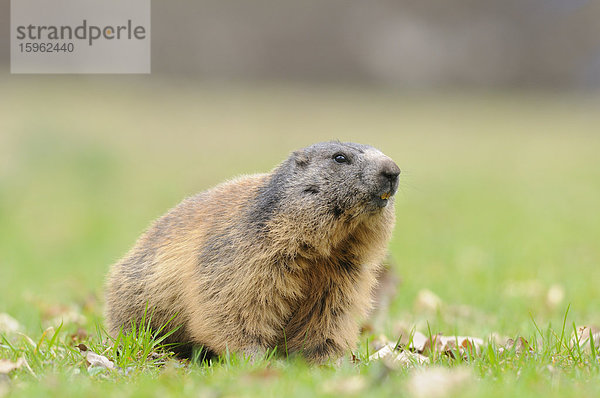 Alpenmurmeltier (Marmota marmota) auf einer Wiese