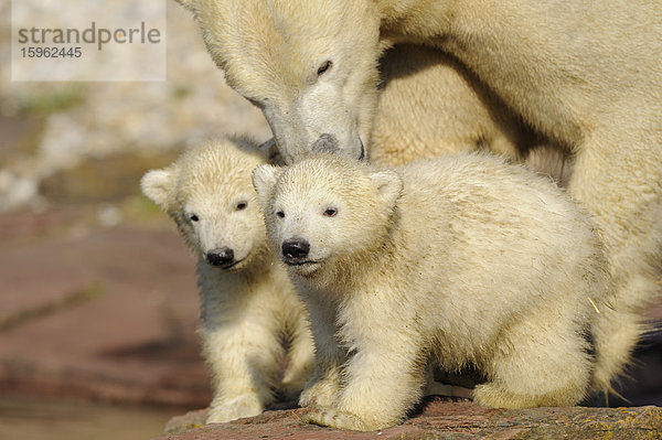 Junge Eisbären (Ursus maritimus) mit Muttertier