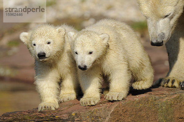 Junge Eisbären (Ursus maritimus) mit Muttertier