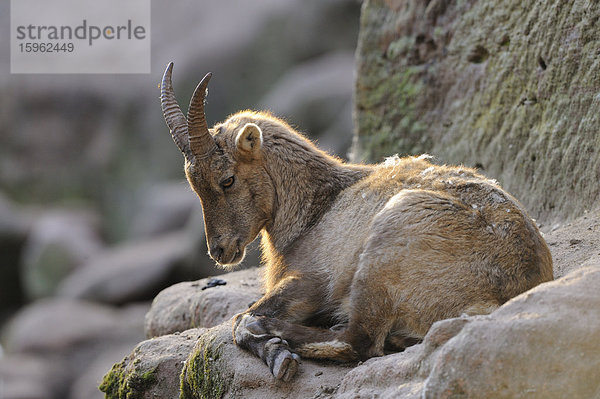 Alpensteinbock (Capra ibex) liegt auf einem Felsen