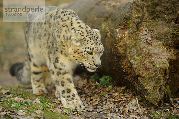 Gehender Schneeleopard (Uncia uncia)