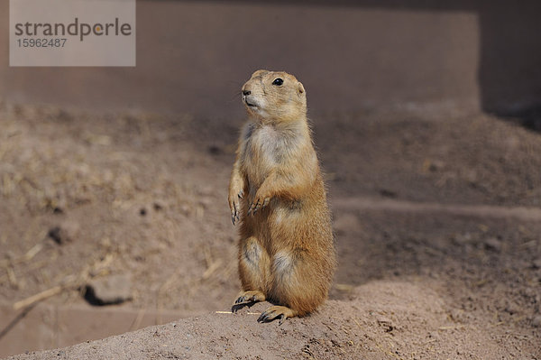 Stehender Schwarzschwanz-Präriehund (Cynomys ludovicianus)