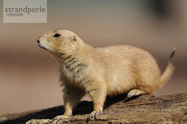 Schwarzschwanz-Präriehund (Cynomys ludovicianus)