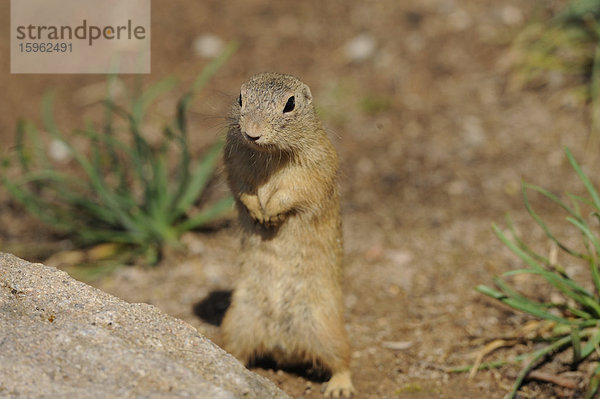 Stehender Europäischer Ziesel (Spermophilus citellus)