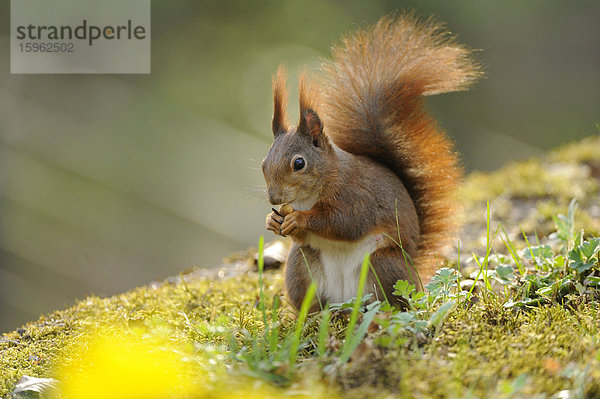 Eichhörnchen (Sciurus vulgaris)