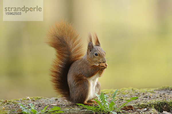 Eichhörnchen (Sciurus vulgaris)