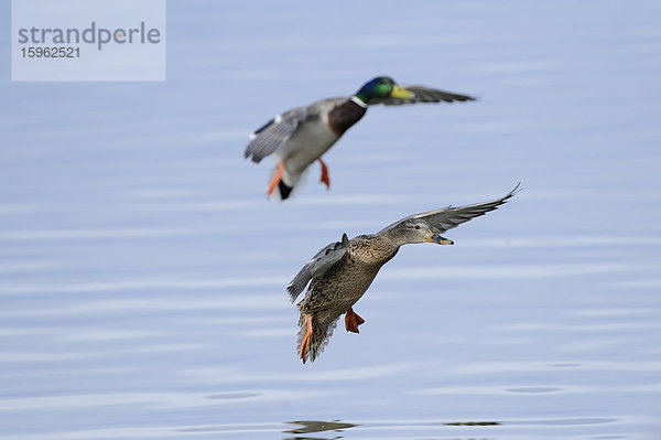 Zwei Sockenten (Anas platyrhynchos) landen im Wasser