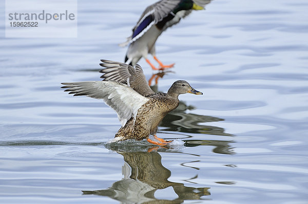 Zwei Sockenten (Anas platyrhynchos) landen im Wasser