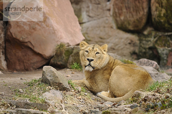 Liegender Asiatischer Löwe (Panthera leo persica)